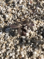 Lupinus arizonicus