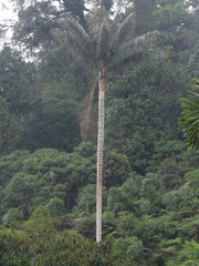 Ceroxylon quindiuense