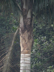 Ceroxylon quindiuense