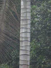 Ceroxylon quindiuense