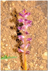 Orobanche pubescens