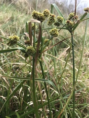 Cyperus entrerianus