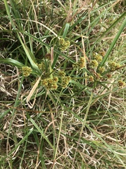 Cyperus entrerianus