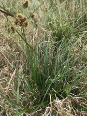 Cyperus entrerianus
