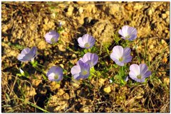 Linum lanuginosum