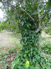 Syngonium angustatum