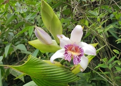 Sobralia luerorum