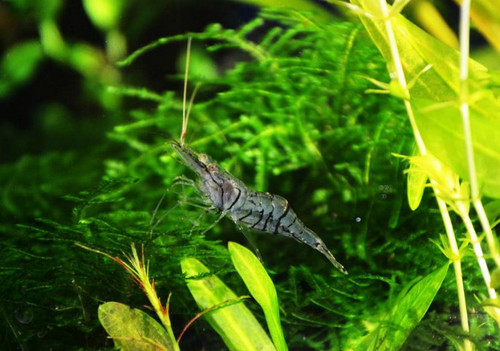 Palaemon sinensis