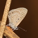 Dull Babul Blue - Photo (c) Firos AK, some rights reserved (CC BY), uploaded by Firos AK