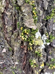 Orthotrichum pusillum