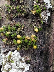 Orthotrichum pusillum