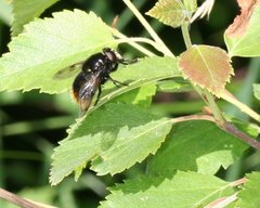 Volucella bombylans