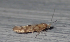 Argyresthia alternatella