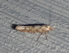 Argyresthia alternatella