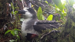 Galapagos Petrel photo 4