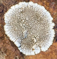 Dimelaena