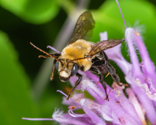 Eastern Thistle Longhorn Bee