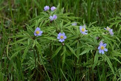 Anemonoides caerulea