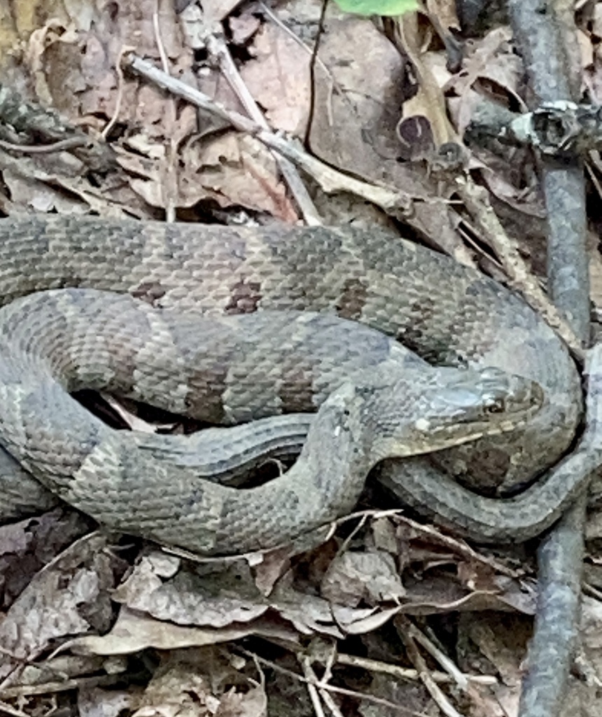 Common Watersnake from Hardwood Forest Dr, Louisville, KY, US on July