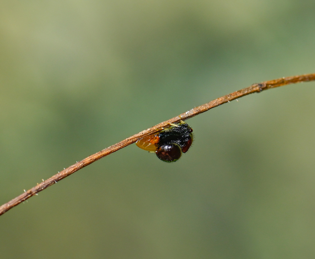Parantonae dipteroides