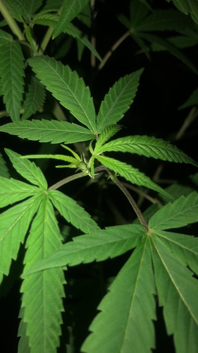 Cannabis image