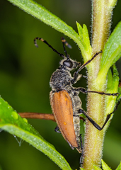 Brachyleptura