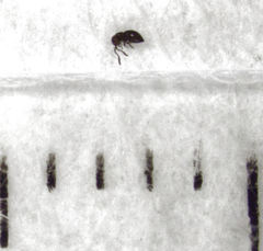 Lagynodes gastroleius