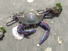 Callinectes arcuatus