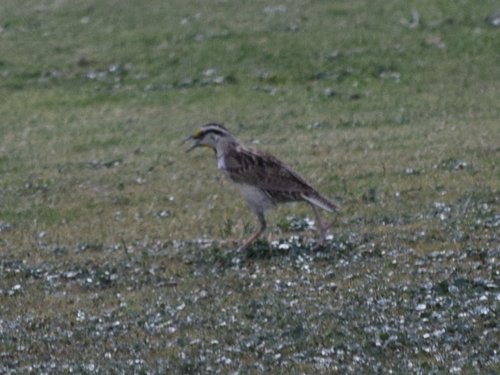 Sturnelle de Lilian (Sturnella lilianae)