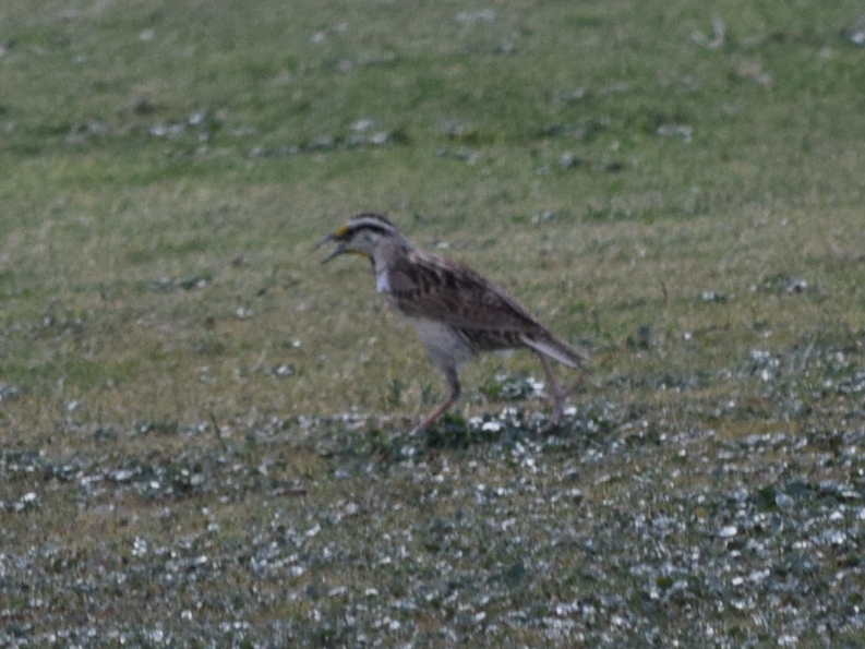 Chihuahuan Meadowlark (Sturnella lilianae)