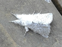 Cerurella natalensis