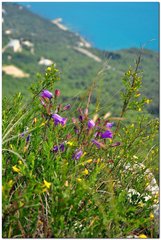 Campanula sibirica taurica