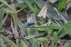 Cheilonycha chalybea