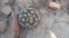 Coryphantha radians