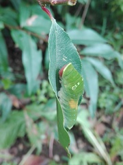 Papilio multicaudata