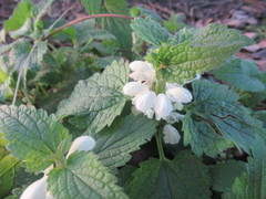 Lamium album
