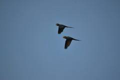 Orthopsittaca manilatus