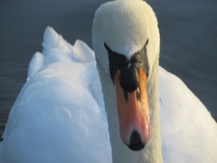 Cygnus olor
