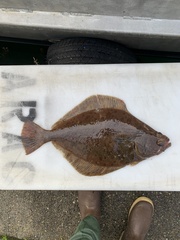 Petrale Sole photo 2