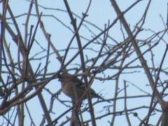 Fringilla coelebs