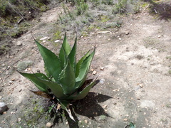 Agave salmiana