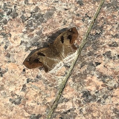 Odontoptilum angulata