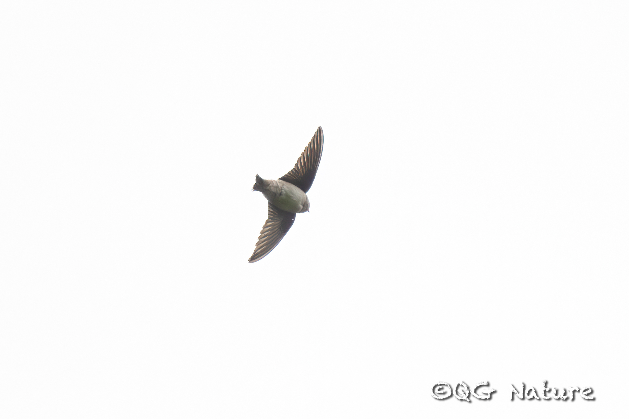 Eurasian Crag Martin