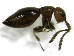 Lagynodes gastroleius
