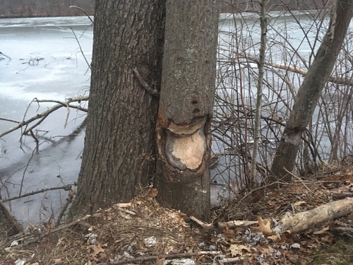 American Beaver photographed in New Jersey