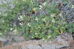 Draba pennellii