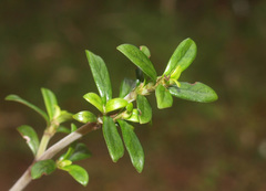 Coprosma pseudocuneata