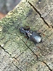 Pterostichus oblongopunctatus