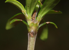 Coprosma pseudocuneata