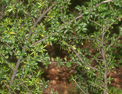 Coprosma pseudocuneata